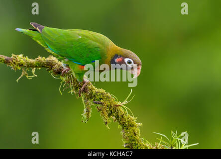 Braun - mit Kapuze - Papagei (Pyrilia haematotis) - an der Laguna Lagarto Lodge in der Nähe von Boca Tapada, Costa Rica Stockfoto