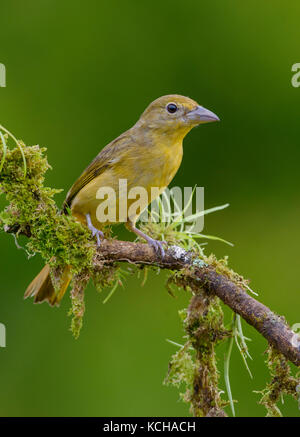 Frau Sommer Tanager (Piranga rubra) an der Laguna Lagarto Lodge in der Nähe von Boca Tapada, Costa Rica Stockfoto