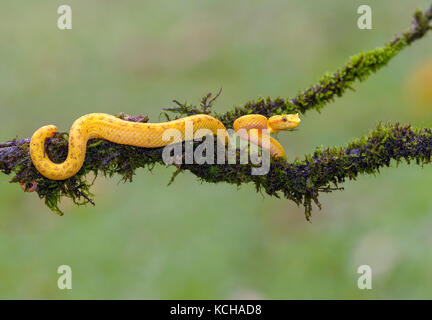 Gelb Wimpern pit Viper, Anolis schlegelii, Costa Rica Stockfoto