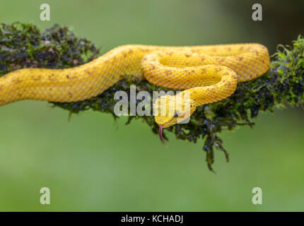 Gelb Wimpern pit Viper, Anolis schlegelii, Costa Rica Stockfoto