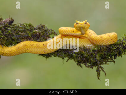 Gelb Wimpern pit Viper, Anolis schlegelii, Costa Rica Stockfoto