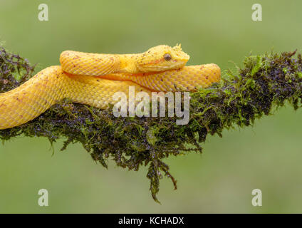 Gelb Wimpern pit Viper, Anolis schlegelii, Costa Rica Stockfoto