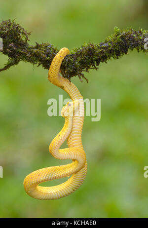 Gelb Wimpern pit Viper, Anolis schlegelii, Costa Rica Stockfoto