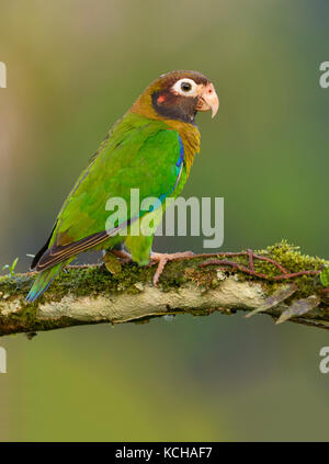 Braun - mit Kapuze - Papagei (Pyrilia haematotis) - an der Laguna Lagarto Lodge in der Nähe von Boca Tapada, Costa Rica Stockfoto