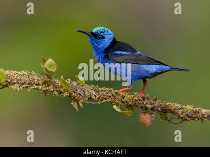 Männlich Red-legged Honeycreeper (Cyanerpes cyaneus) an der Laguna Lagarto Lodge in der Nähe von Boca Tapada, Costa Rica Stockfoto