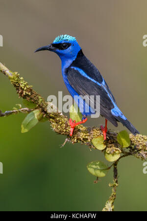 Männlich Red-legged Honeycreeper (Cyanerpes cyaneus) an der Laguna Lagarto Lodge in der Nähe von Boca Tapada, Costa Rica Stockfoto