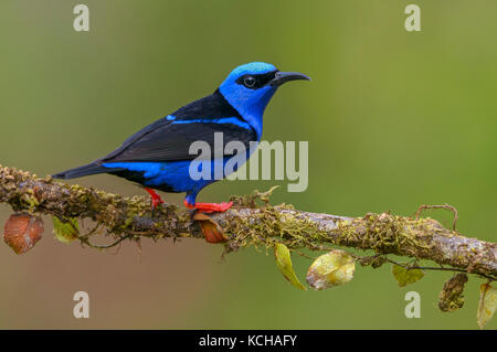 Männlich Red-legged Honeycreeper (Cyanerpes cyaneus) an der Laguna Lagarto Lodge in der Nähe von Boca Tapada, Costa Rica Stockfoto