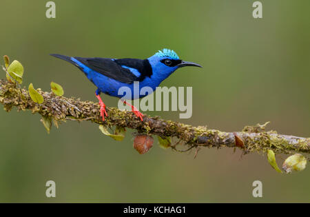 Männlich Red-legged Honeycreeper (Cyanerpes cyaneus) an der Laguna Lagarto Lodge in der Nähe von Boca Tapada, Costa Rica Stockfoto