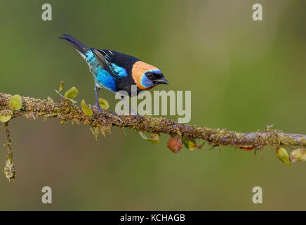 Golden-hooded Tanager (Tangara Larvata) an der Laguna Lagarto Lodge, Boca Tadapa, Costa Rica Stockfoto