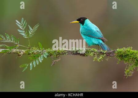 Männliche grüne Honeycreeper (Chlorophanes spiza) - an der Laguna Lagarto Lodge in der Nähe von Boca Tapada, Costa Rica Stockfoto