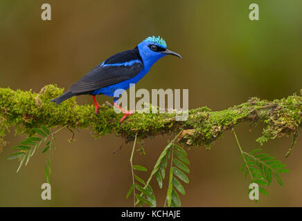 Red-legged Honeycreeper Männlich (Cyanerpes cyaneus) an der Laguna Lagarto Lodge, Costa Rica Stockfoto