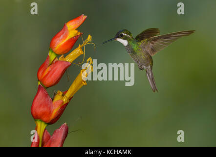 White-throated Mountain Gem (Lampornis castaneoventris) hoch in den Bergen bei San Gerrardo de Dota, Costa Rica. Stockfoto