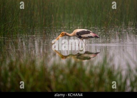 Eine gemalte Storch Vogel Jagd in einem Wasserstrom des Morgen Stockfoto