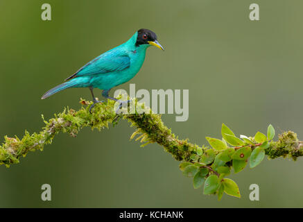 Grüne Männchen (Honeycreeper Chlorophanes spiza) an der Laguna Lagarto Lodge, Costa Rica Stockfoto