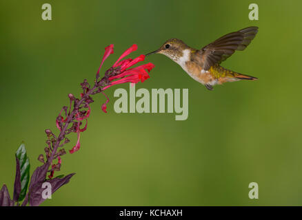 Weibliche Vulkan Kolibri (Selasphorus flammula) San Gerrardo de Dota, Costa Rica. Stockfoto