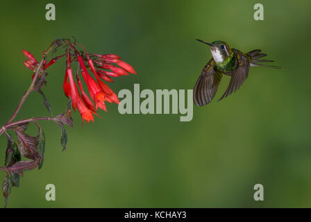 White-throated Mountain Gem (Lampornis castaneoventris) hoch in den Bergen bei San Gerrardo de Dota, Costa Rica Stockfoto