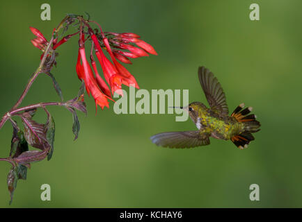 Weibliche Vulkan Kolibri (Selasphorus flammula) San Gerrardo de Dota, Costa Rica. Stockfoto