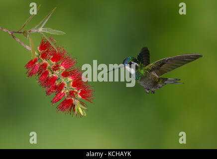 White-throated Mountain Gem (Lampornis castaneoventris) hoch in den Bergen bei San Gerrardo de Dota, Costa Rica. Stockfoto