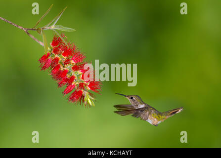 Weibliche Vulkan Kolibri (Selasphorus flammula) San Gerrardo de Dota, Costa Rica. Stockfoto