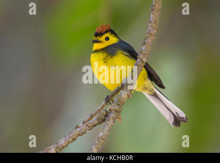 Collared Redstart (Myioborus torquatus) bei San Gerrardo de Dota, Costa Rica Stockfoto