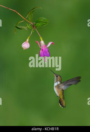 Weibliche Vulkan Kolibri (Selasphorus flammula) San Gerrardo de Dota, Costa Rica. Stockfoto