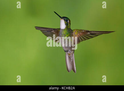 White-throated Mountain Gem (Lampornis castaneoventris) hoch in den Bergen bei San Gerrardo de Dota, Costa Rica. Stockfoto