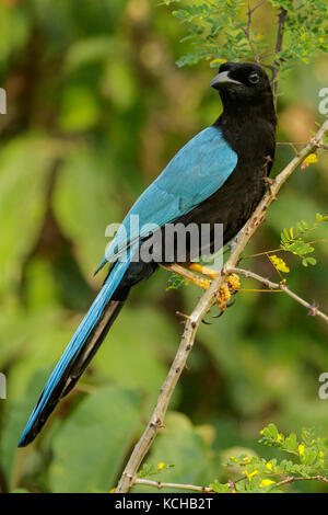 Yucatan Jay (Cyanocorax yucatanicus) auf einem Zweig in der Nähe von Cancun auf der Halbinsel Yucatan in Mexiko. Stockfoto