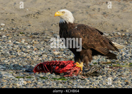 Der Weißkopfseeadler (Haliaeetus leucocephalus) Essen ein Seal pup auf einem Strand in British Columbia, Kanada. Stockfoto