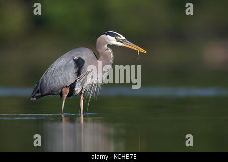 Great Blue Heron, Ardea Herodias, British Columbia, Kanada Stockfoto