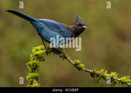 Der Steller Jay (Cyanocitta stelleri) Sitzstangen auf einem Bemoosten Niederlassung in Victoria, British Columbia, Kanada. Stockfoto