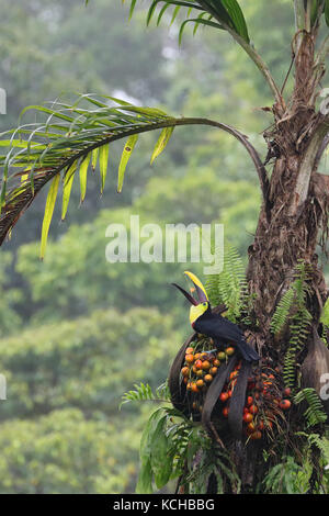 Schwarz-mandibled Toucan (Ramphastos ambiguus) thront auf einem Zweig in Costa Rica Stockfoto