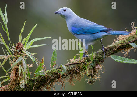 Blau-graue Tanager (Thraupis Episcopus) thront auf einem Ast in Costa Rica. Stockfoto