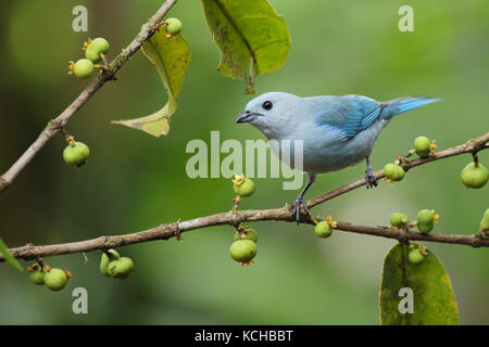 Blau-grau Tanager (Thraupis episcopus) thront auf einem Zweig in Costa Rica Stockfoto