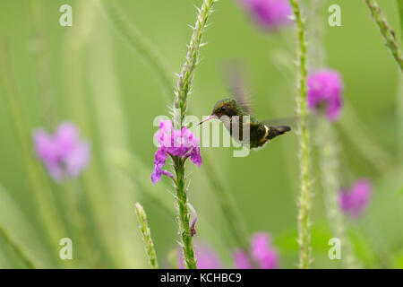 Schwarz-crested Coquette (Lophornis Helenae) fliegen und Fütterung eine Blume in Costa Rica. Stockfoto