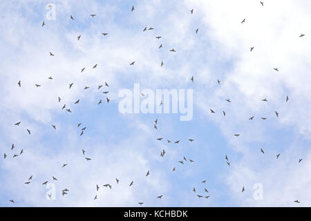 Breite - winged Hawk (Buteo platypterus) Migration Overhead in einer großen Gruppe in Costa Rica Stockfoto