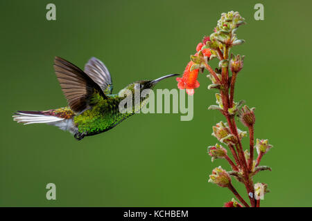 Kupferfarben - vorangegangen Emerald (Elvira cupreiceps) fliegen und Fütterung eine Blume in Costa Rica. Stockfoto