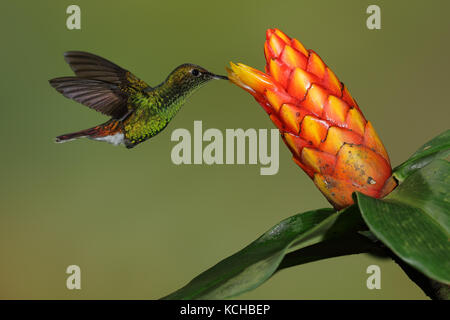 Kupferfarben - vorangegangen Emerald (Elvira cupreiceps) fliegen und Fütterung eine Blume in Costa Rica Stockfoto