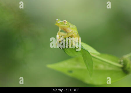 Glas Frosch sitzend auf einem Zweig in Costa Rica Stockfoto