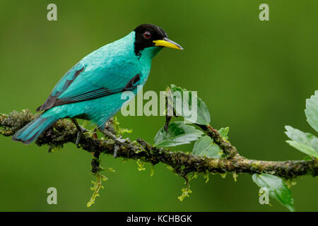 Grüne Kleidervogel (Chlorophanes Spiza) thront auf einem Ast in Costa Rica. Stockfoto