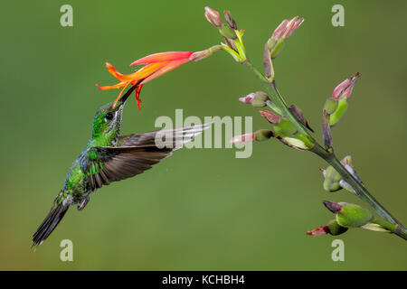 Grün-gekrönter brillant (Heliodoxa Jacula) fliegen und Fütterung eine Blume in Costa Rica. Stockfoto