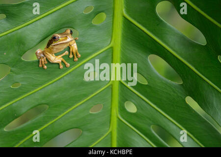 Maskierte Laubfrosch thront auf einem Blatt in Costa Rica. Stockfoto