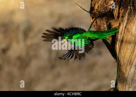 Resplendent Quetzal (Pharomachrus Mocinno) thront auf einem Ast in Costa Rica. Stockfoto