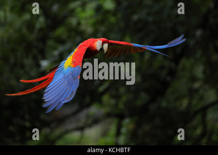 Hellrote Ara (Ara macao) fliegen in Costa Rica Stockfoto