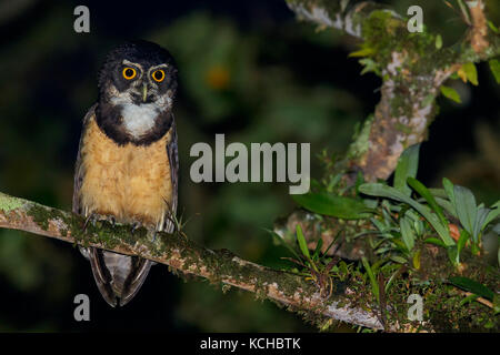 Spectacled Eulen (Pulsatrix Perspicillata) thront auf einem Ast in Costa Rica. Stockfoto