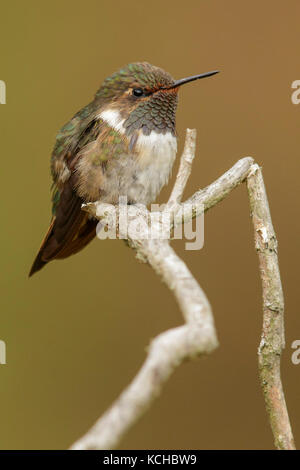 Vulkan-Kolibri (Selasphorus Flammula) thront auf einem Ast in Costa Rica. Stockfoto