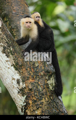 White-faced Cappuchin Monkey thront auf einem Zweig in Costa Rica Stockfoto