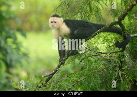 White-faced Cappuchin Monkey thront auf einem Zweig in Costa Rica Stockfoto