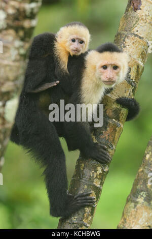 White-faced Cappuchin Monkey thront auf einem Zweig in Costa Rica Stockfoto