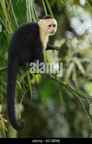 White-faced Cappuchin Monkey thront auf einem Zweig in Costa Rica Stockfoto