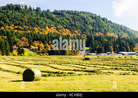 Ein Traktor die Strohballen auf einem Feld in der Nähe von Ladysmith, British Columbia. Stockfoto